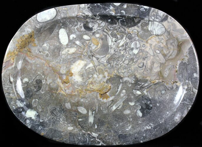 / Fossil Orthoceras & Goniatite Plate - Stoneware #40397